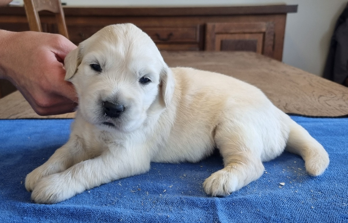 des hirondelles du voyage - Chiots disponibles - Golden Retriever