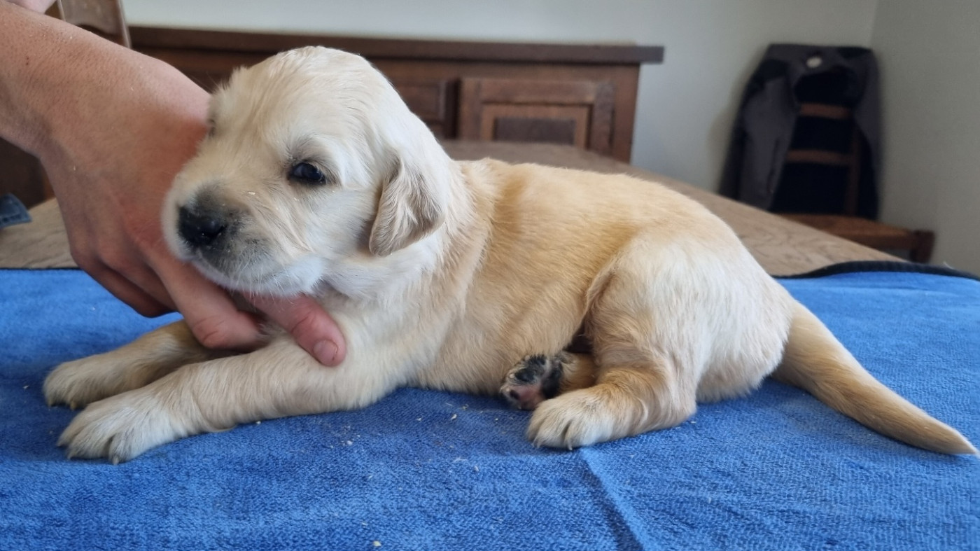 des hirondelles du voyage - Chiots disponibles - Golden Retriever