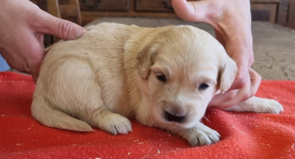 des hirondelles du voyage - Chiots disponibles - Golden Retriever