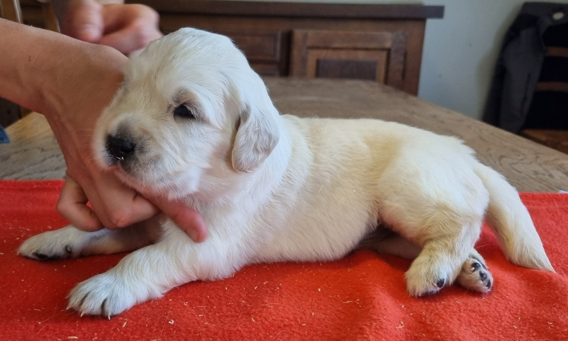 des hirondelles du voyage - Chiots disponibles - Golden Retriever