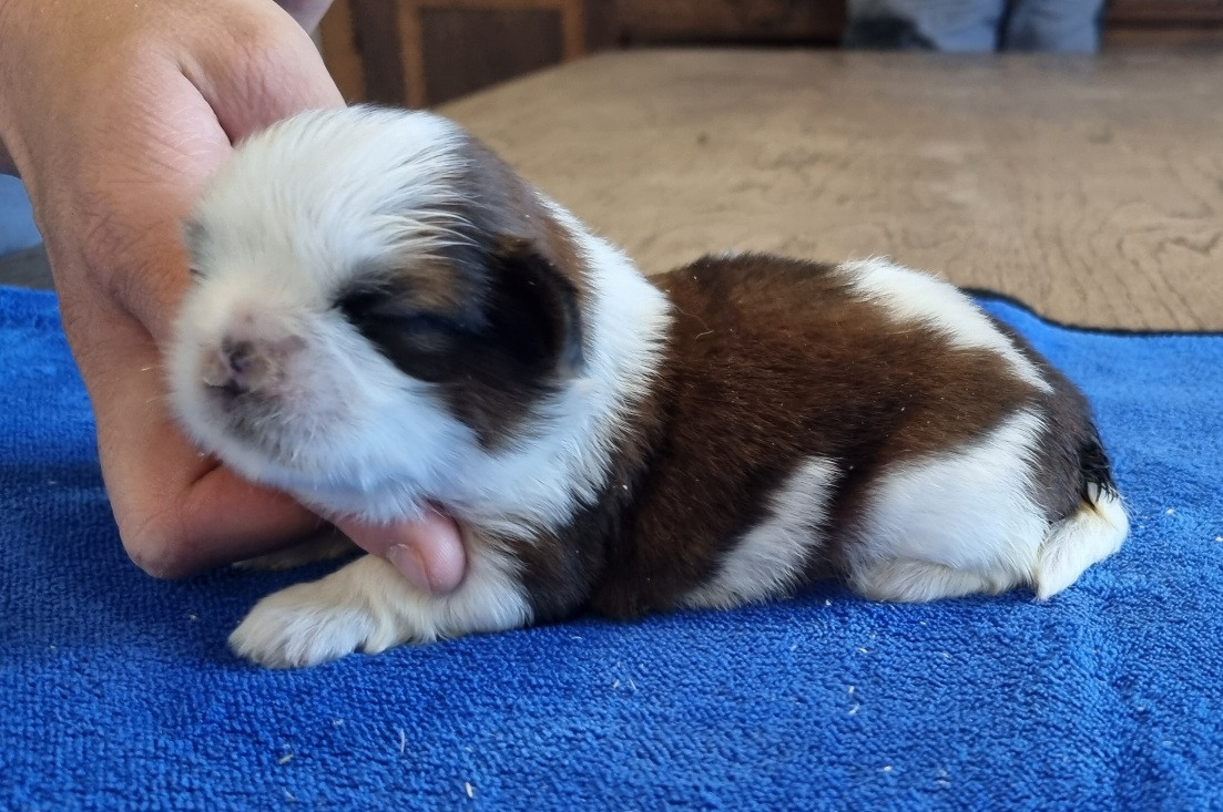 des hirondelles du voyage - Chiots disponibles - Shih Tzu
