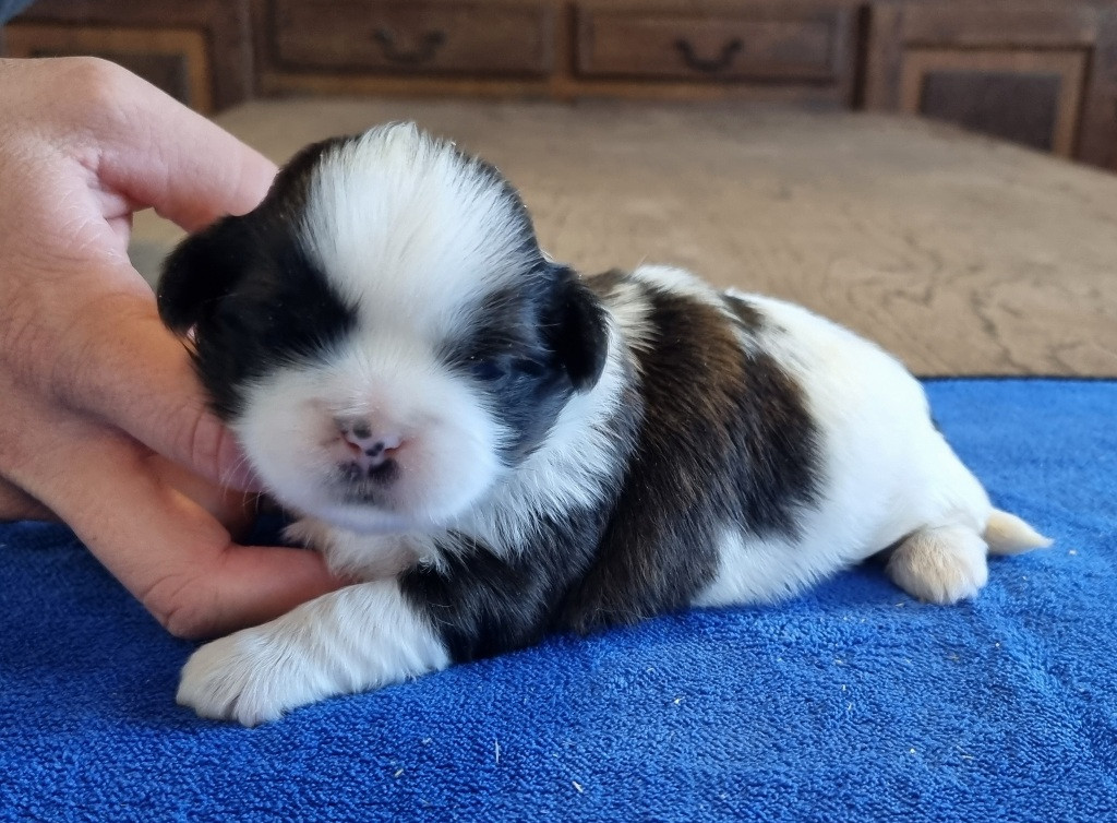des hirondelles du voyage - Chiots disponibles - Shih Tzu