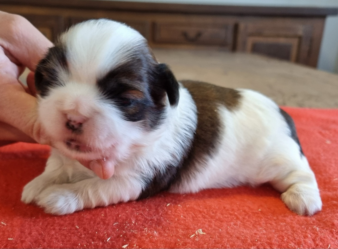 des hirondelles du voyage - Chiots disponibles - Shih Tzu