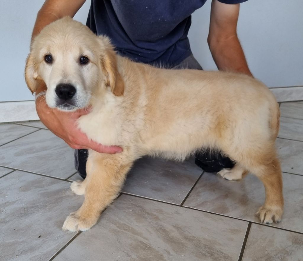 des hirondelles du voyage - Chiots disponibles - Golden Retriever