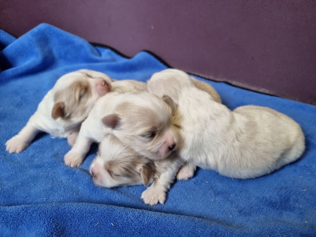 des hirondelles du voyage - Chiots disponibles - Coton de Tulear