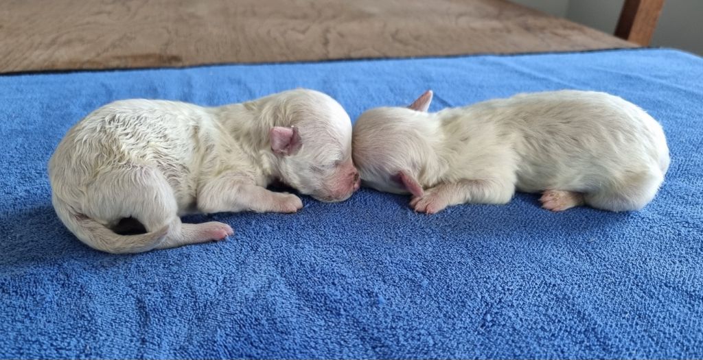 des hirondelles du voyage - Chiots disponibles - Bichon Frise