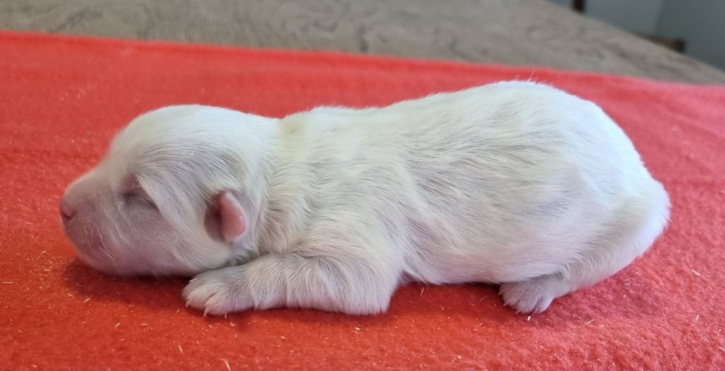 des hirondelles du voyage - Chiots disponibles - Coton de Tulear