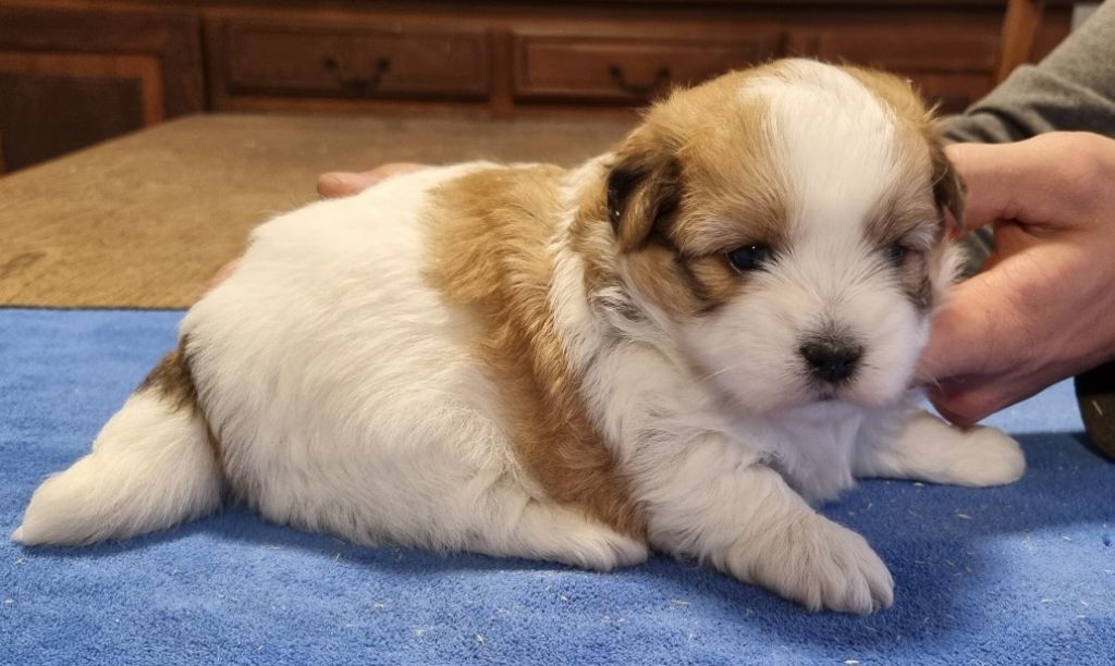 des hirondelles du voyage - Chiots disponibles - Coton de Tulear