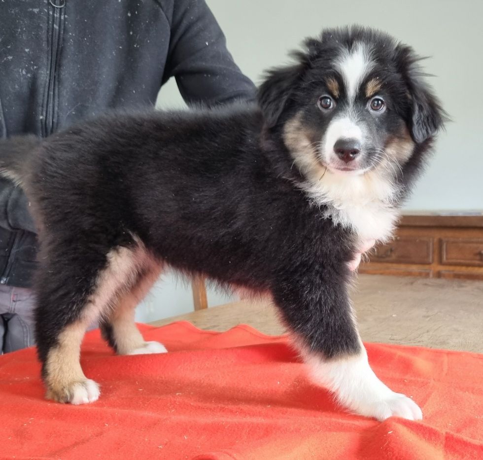 des hirondelles du voyage - Chiots disponibles - Berger Américain Miniature 