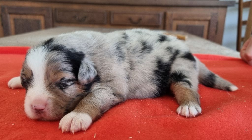 des hirondelles du voyage - Chiots disponibles - Berger Américain Miniature 
