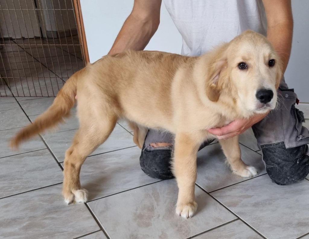des hirondelles du voyage - Chiots disponibles - Golden Retriever