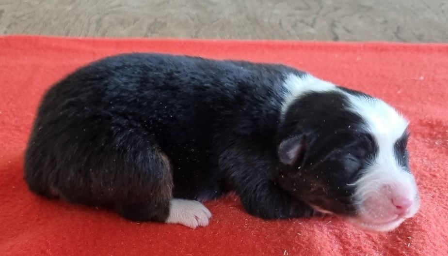des hirondelles du voyage - Chiots disponibles - Berger Australien
