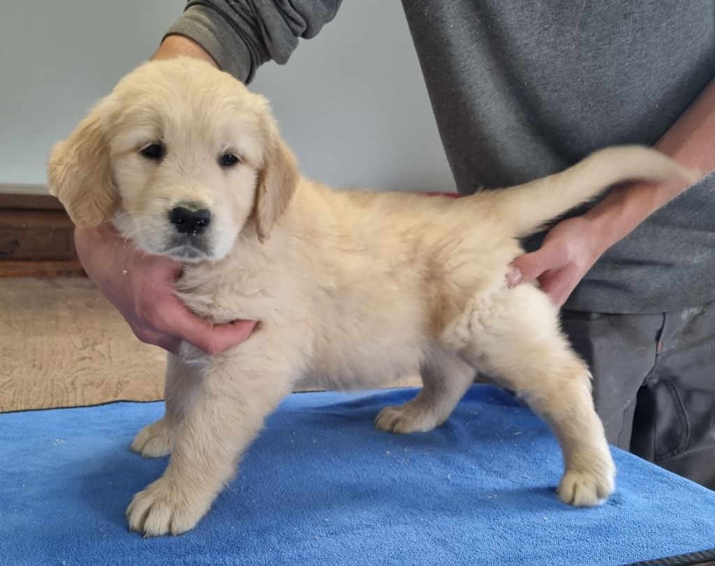 des hirondelles du voyage - Chiots disponibles - Golden Retriever