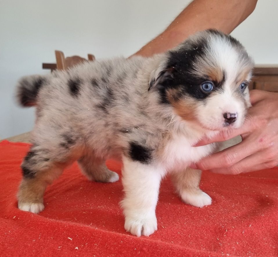 des hirondelles du voyage - Chiots disponibles - Berger Américain Miniature 