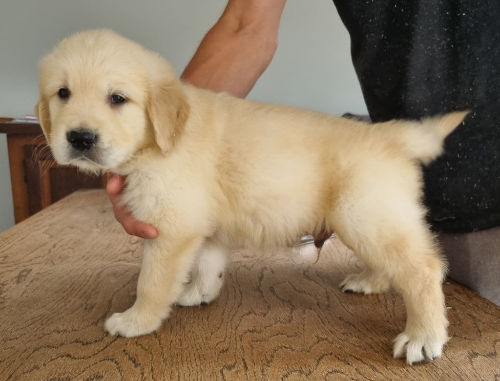 CHIOT 1 608