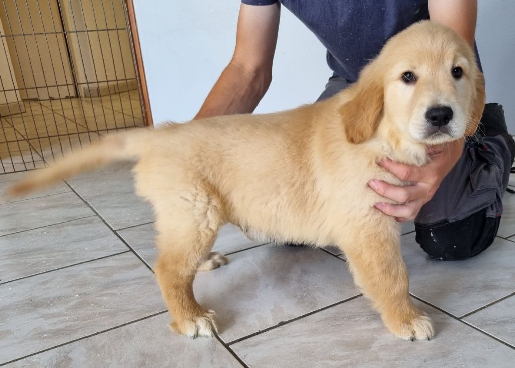 des hirondelles du voyage - Chiots disponibles - Golden Retriever