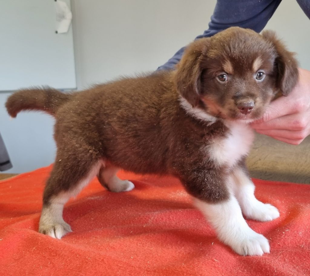 des hirondelles du voyage - Chiots disponibles - Berger Américain Miniature 