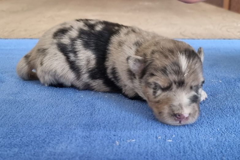 des hirondelles du voyage - Chiots disponibles - Berger Américain Miniature 