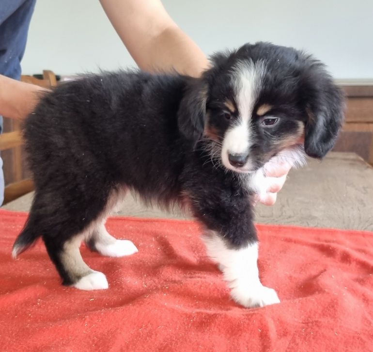 des hirondelles du voyage - Chiots disponibles - Berger Américain Miniature 