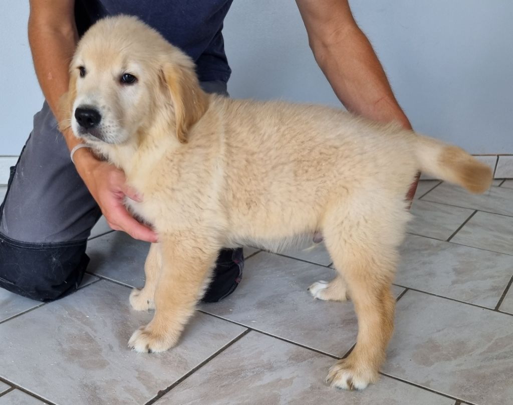 des hirondelles du voyage - Chiots disponibles - Golden Retriever