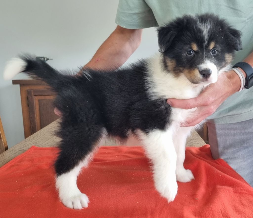 des hirondelles du voyage - Chiots disponibles - Berger Australien