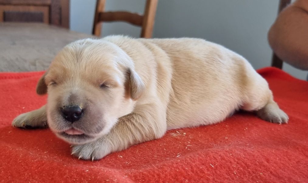 des hirondelles du voyage - Chiots disponibles - Golden Retriever