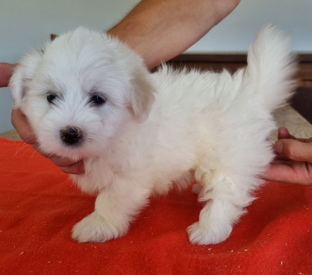 des hirondelles du voyage - Chiots disponibles - Coton de Tulear