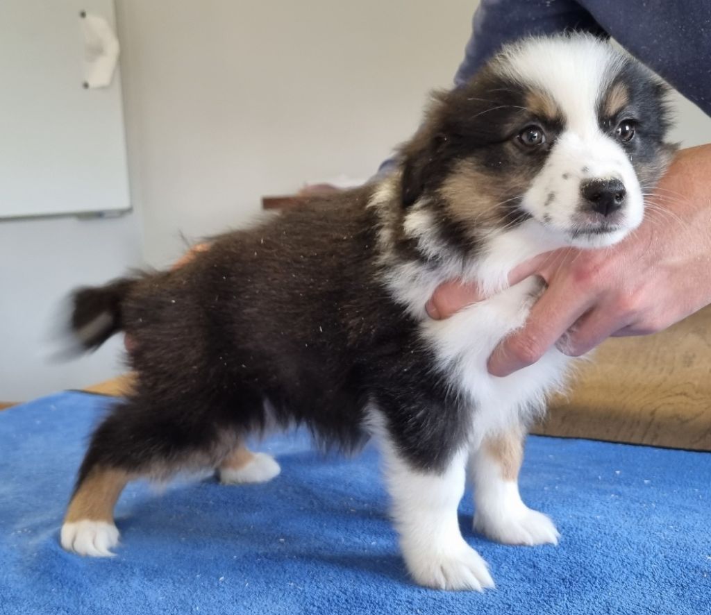 des hirondelles du voyage - Chiots disponibles - Berger Américain Miniature 