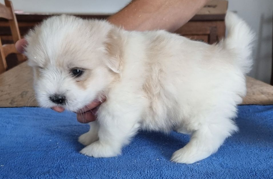 des hirondelles du voyage - Chiots disponibles - Coton de Tulear