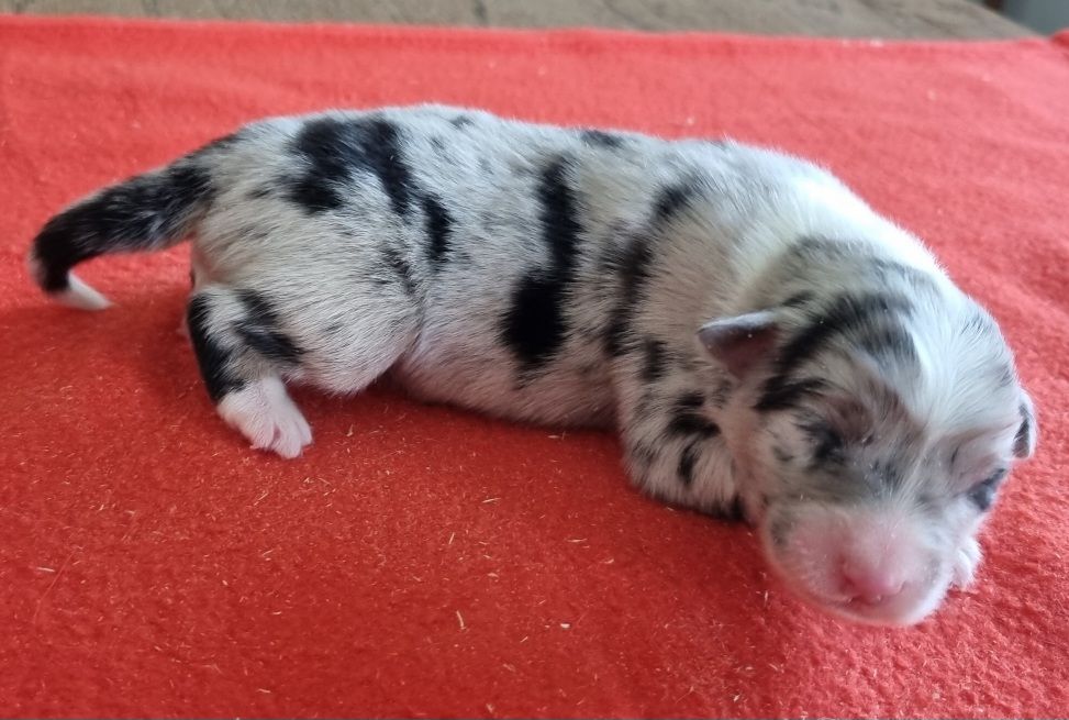 des hirondelles du voyage - Chiots disponibles - Berger Australien