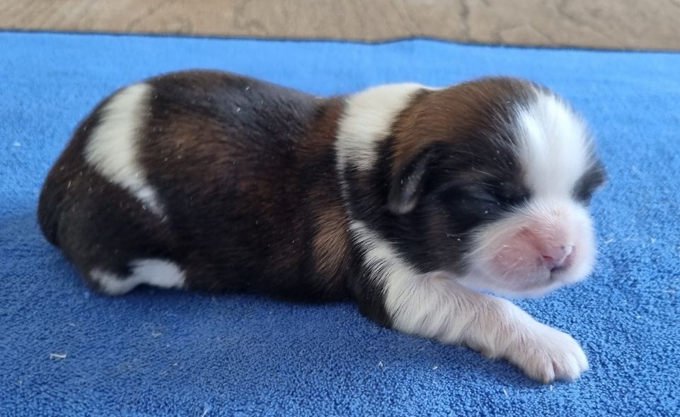 des hirondelles du voyage - Shih Tzu - Portée née le 08/08/2025