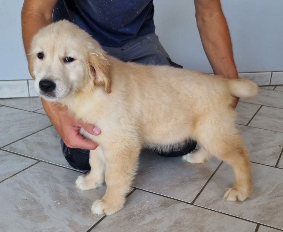 des hirondelles du voyage - Chiots disponibles - Golden Retriever