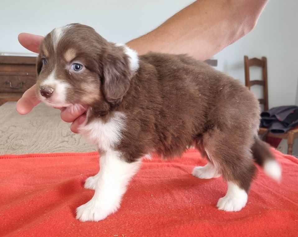 des hirondelles du voyage - Chiots disponibles - Berger Américain Miniature 
