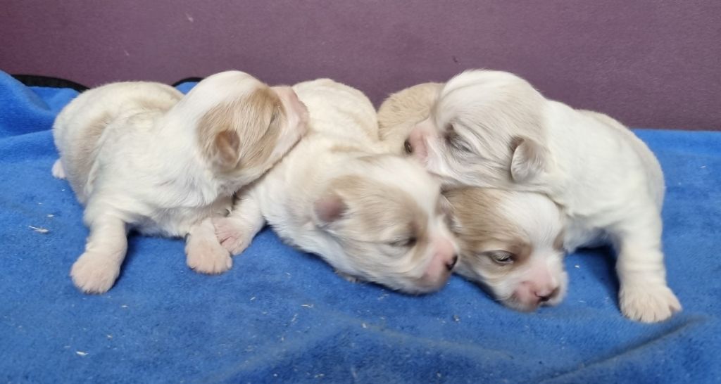 des hirondelles du voyage - Chiots disponibles - Coton de Tulear