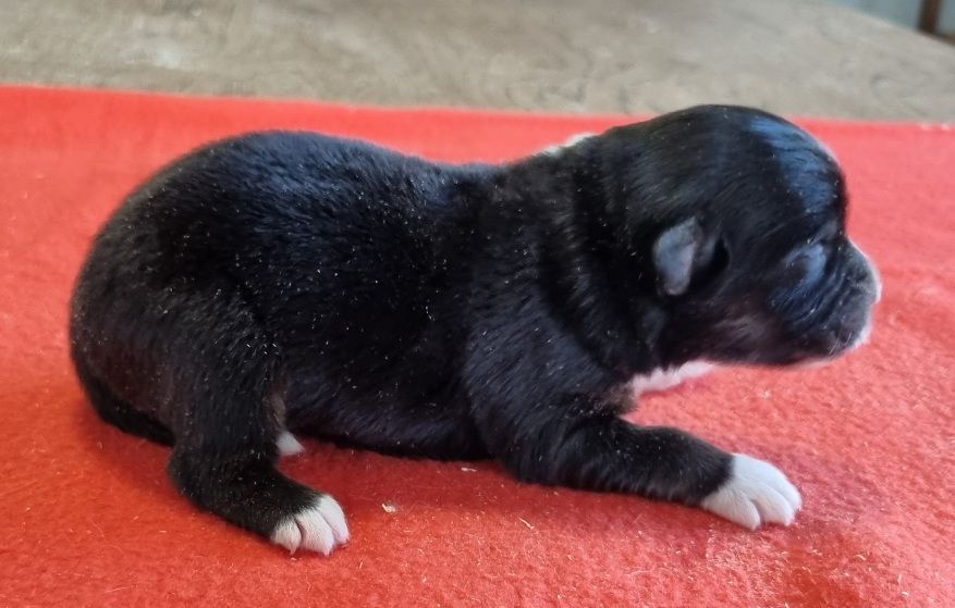 des hirondelles du voyage - Chiots disponibles - Berger Américain Miniature 