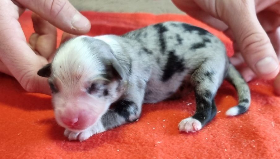 des hirondelles du voyage - Chiots disponibles - Berger Américain Miniature 