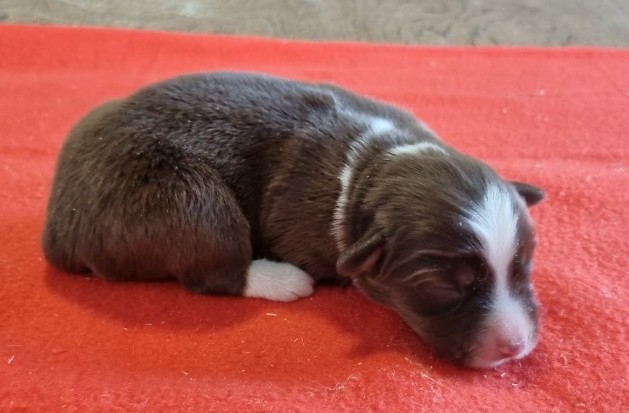 des hirondelles du voyage - Chiots disponibles - Berger Américain Miniature 