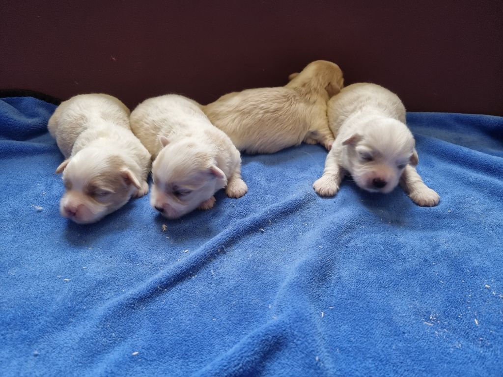 des hirondelles du voyage - Chiots disponibles - Coton de Tulear