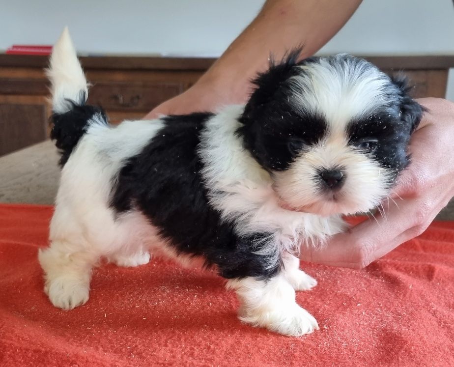 des hirondelles du voyage - Chiots disponibles - Shih Tzu
