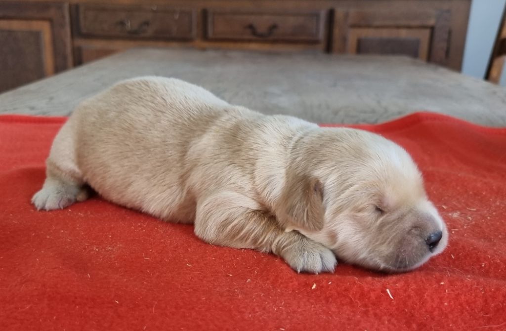 des hirondelles du voyage - Chiots disponibles - Golden Retriever