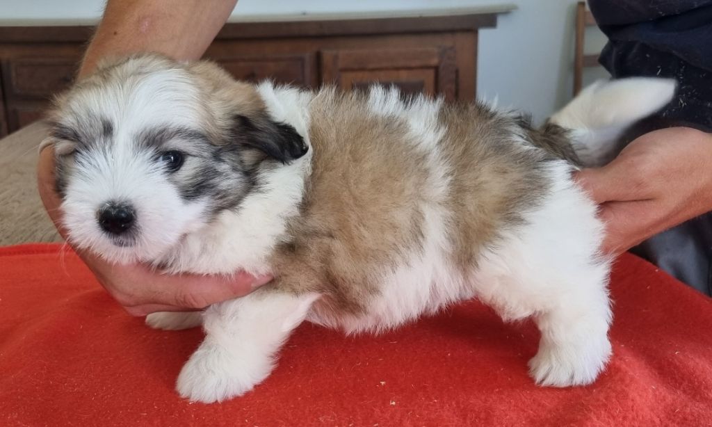 des hirondelles du voyage - Chiots disponibles - Coton de Tulear