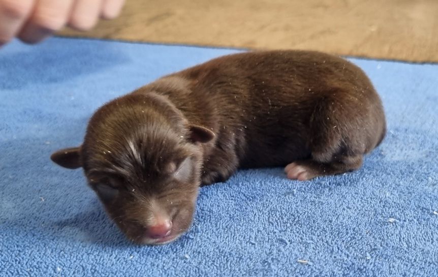 des hirondelles du voyage - Chiots disponibles - Berger Américain Miniature 