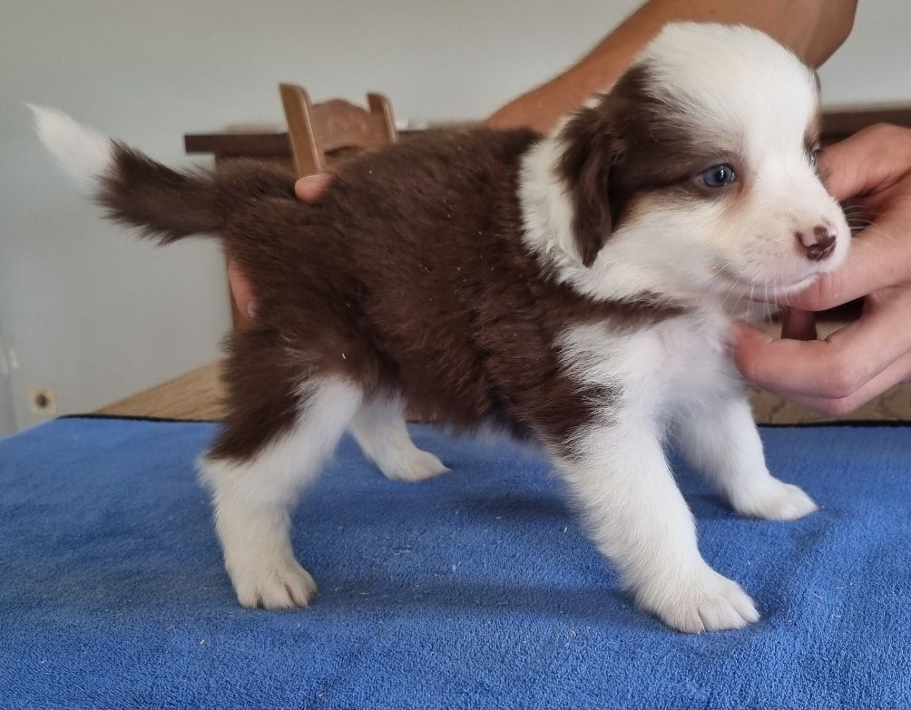 des hirondelles du voyage - Chiots disponibles - Berger Américain Miniature 