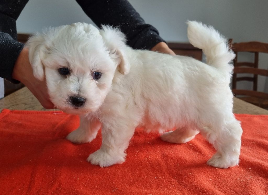 CHIOT 4
