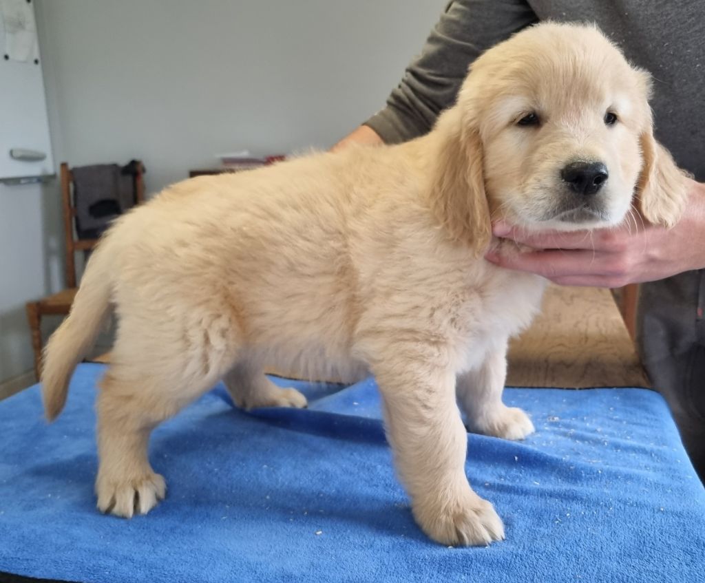 des hirondelles du voyage - Chiots disponibles - Golden Retriever