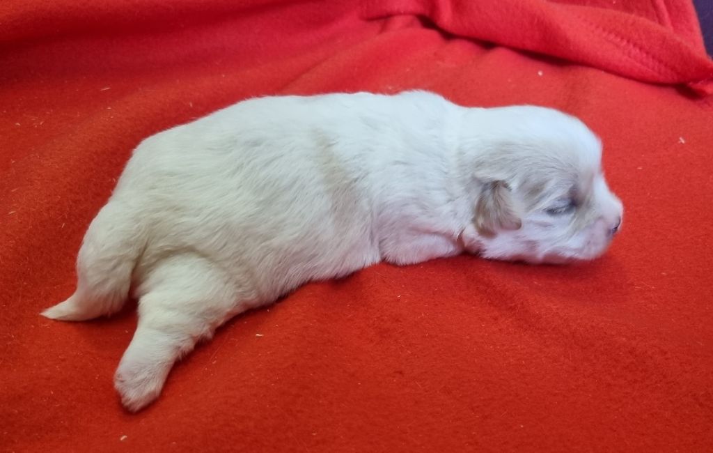 des hirondelles du voyage - Chiots disponibles - Coton de Tulear