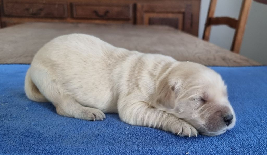des hirondelles du voyage - Chiots disponibles - Golden Retriever