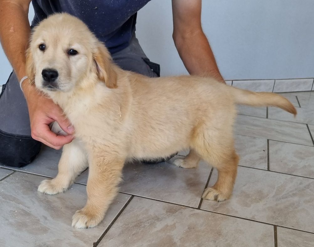 des hirondelles du voyage - Chiots disponibles - Golden Retriever