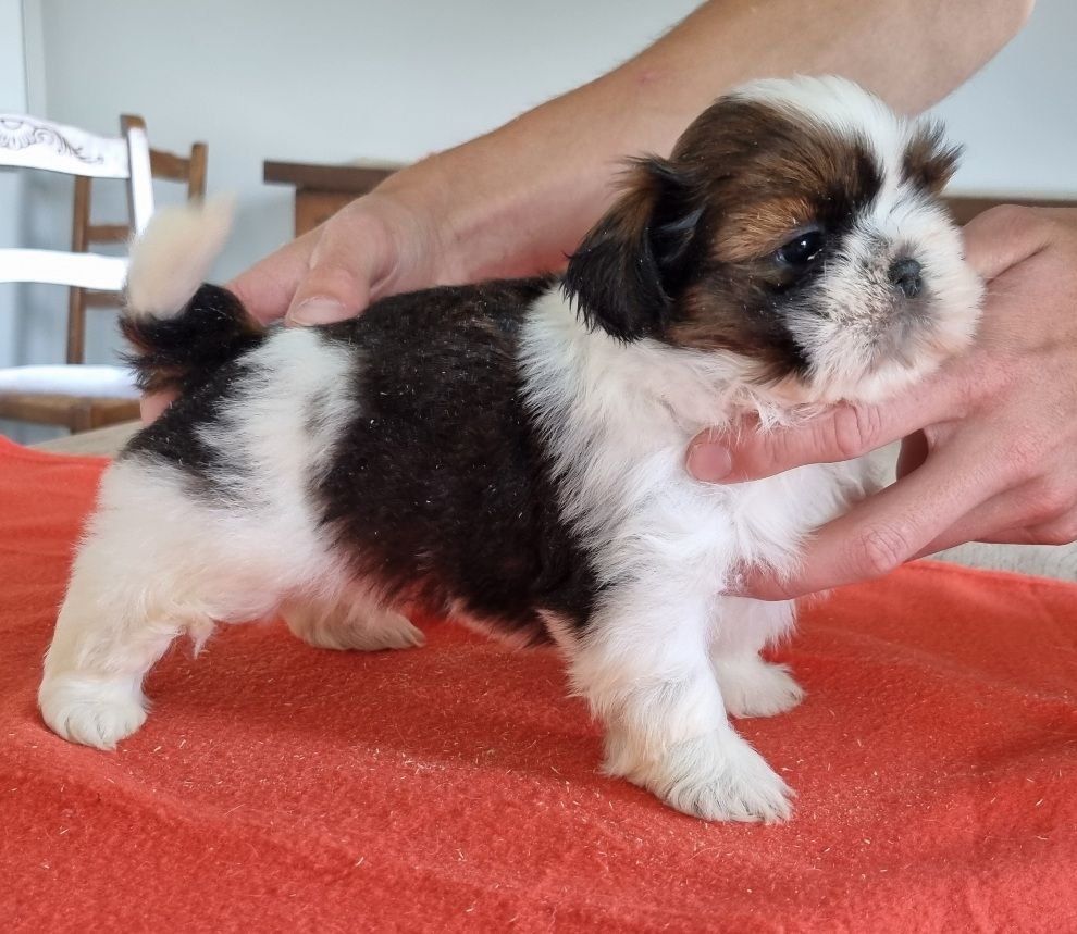 des hirondelles du voyage - Chiots disponibles - Shih Tzu