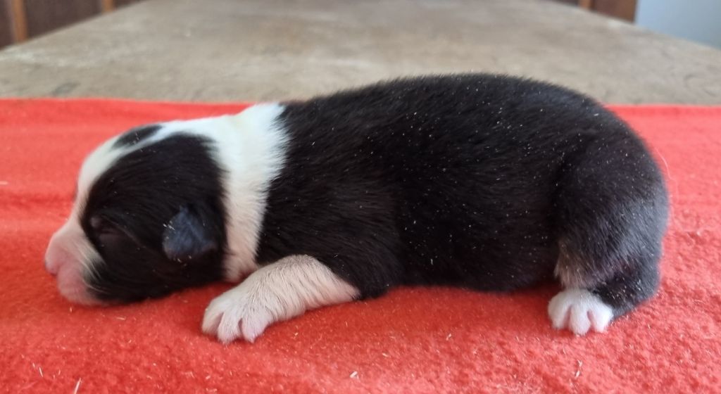 des hirondelles du voyage - Chiots disponibles - Berger Australien
